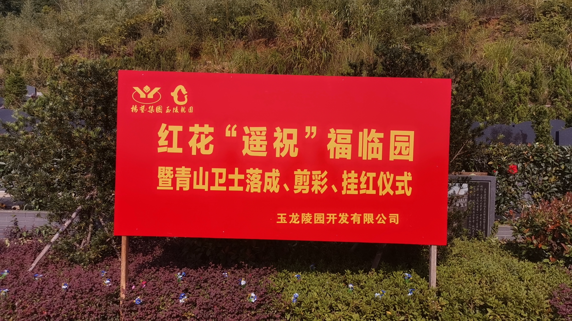 红花传爱意，情满玉龙园！