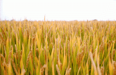 稻谷飘香迎丰年|js3333线路检测中心生产基地奏响丰收乐章